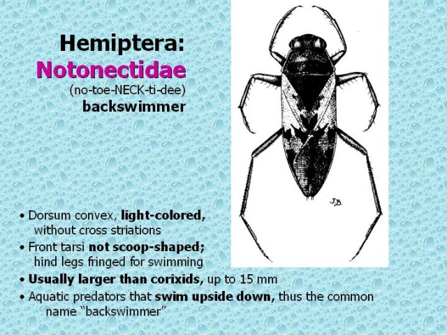 How to kill water bugs in pool