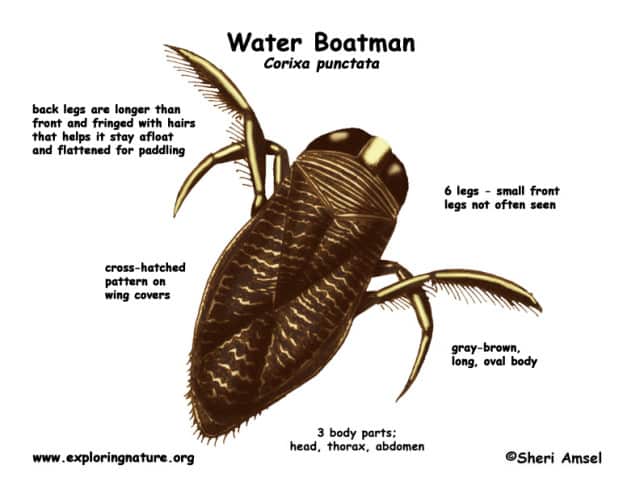 How To Get Rid Of Water Bugs In Your Swimming Pool