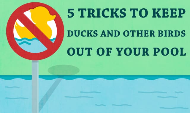 How To Keep Ducks Out Of Your Pool
