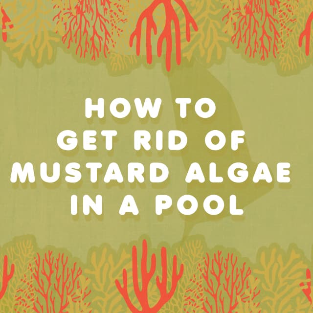 how to get rid of mustard algae in a pool how to get rid of mustard algae in a pool