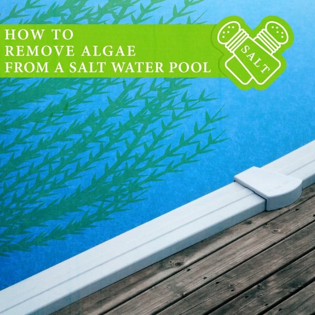 salt water pool algae