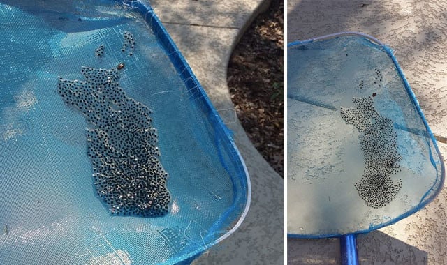 Frog Eggs in Pool Skimmer