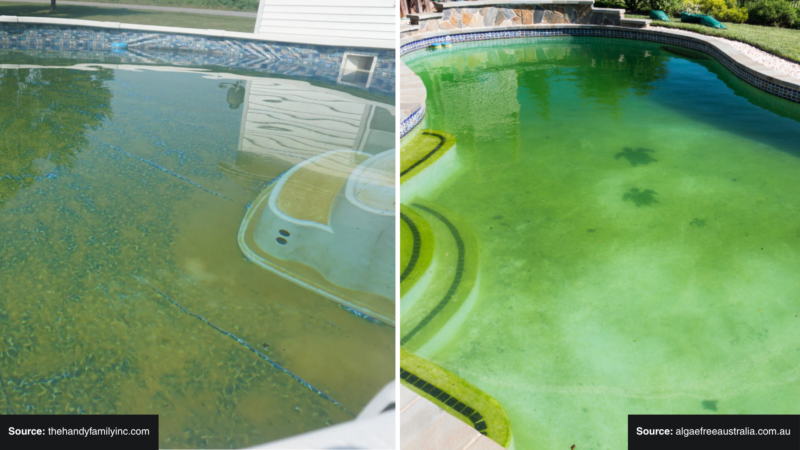 How To Get Rid Of Mustard Algae In A Pool 2 Examples of mustard algae in a pool
