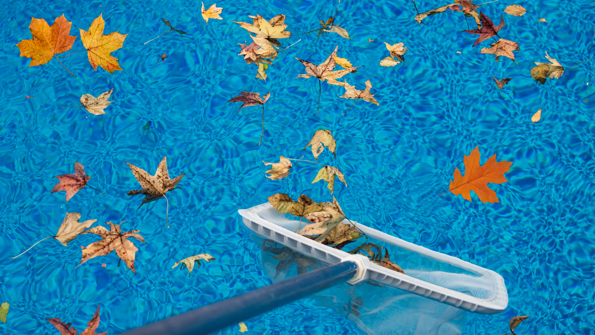 How to Get Leaves Out of a Pool