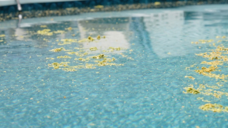 How To Remove Pollen From Your Pool 2 Pollen on the surface of above ground pool water