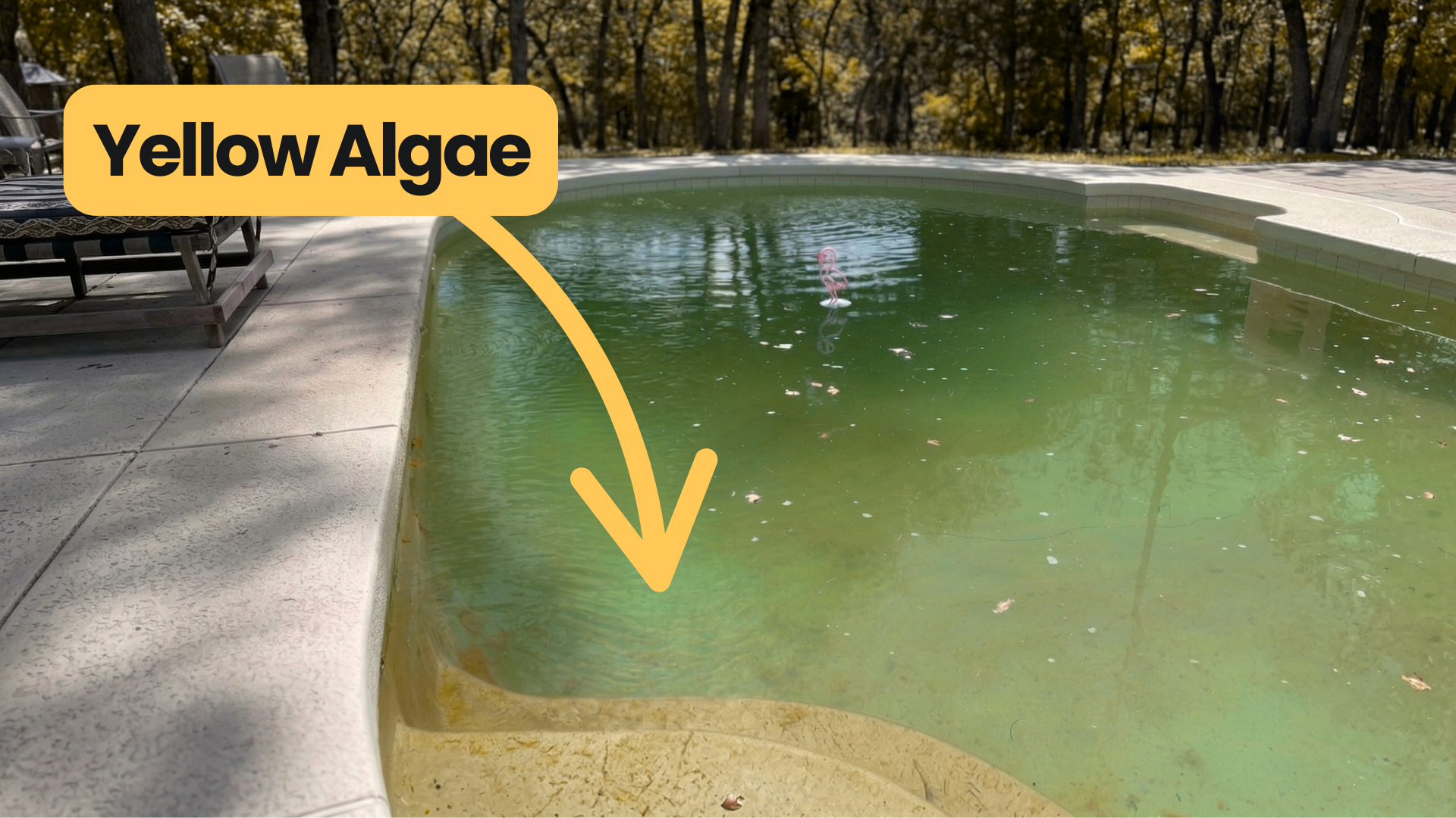How to Get Rid of Mustard Algae in a Pool