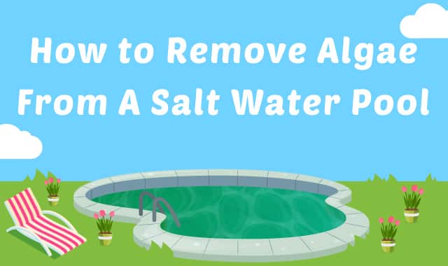 salt water pool algae
