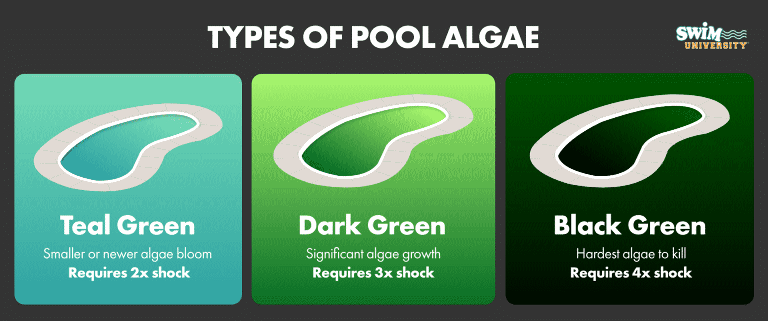 The Smart Way to Kill Algae in Your Pool Quickly