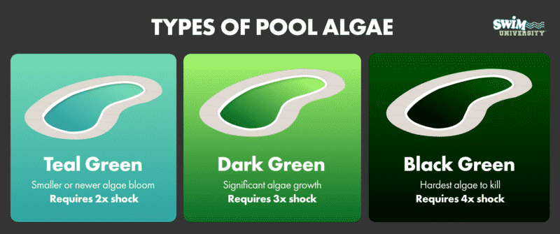 Types of Pool Algae