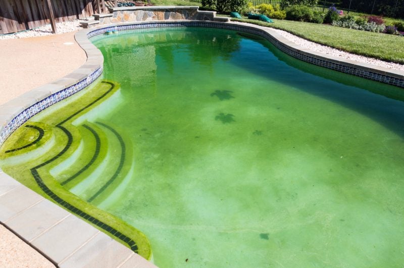 Once it's established itself, algae can be very tough to get rid of.
