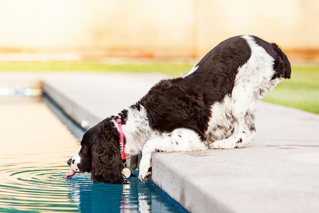 hond-drankje-uit-zwembad