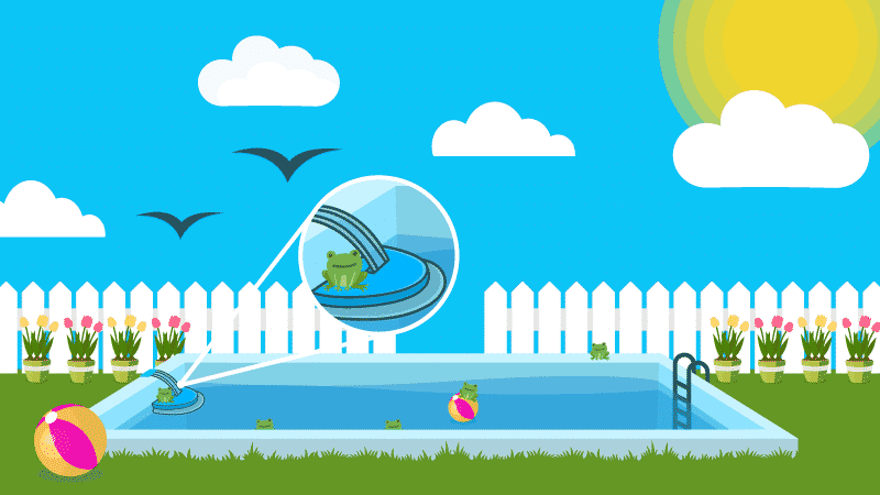How to Keep Frogs Out of Your Pool
