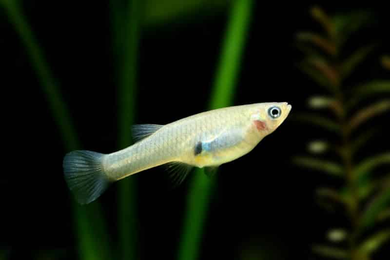 Mosquito Fish or Gambusia affinis