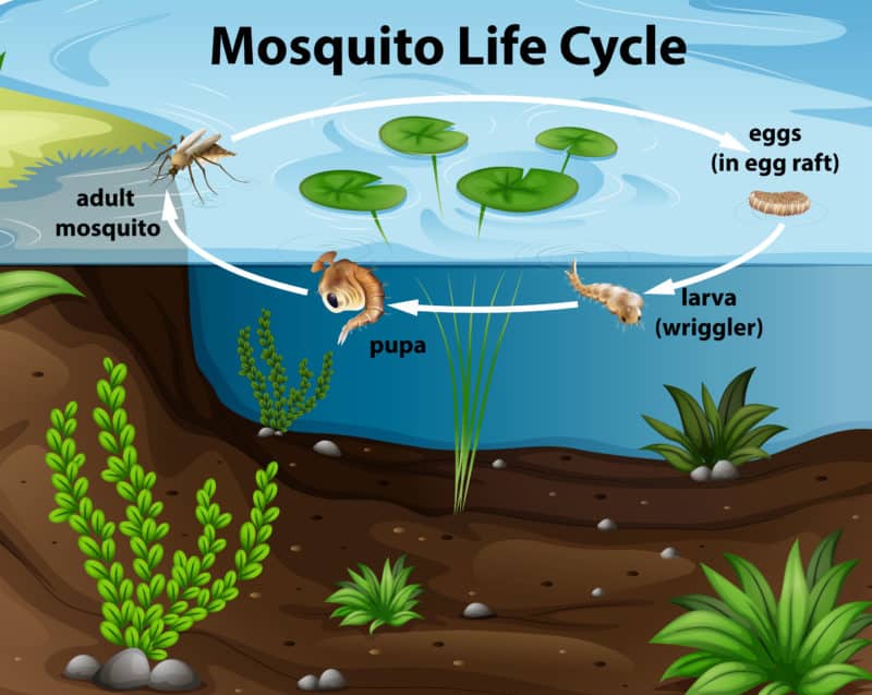 How to Keep Mosquitoes Away From Your Pool