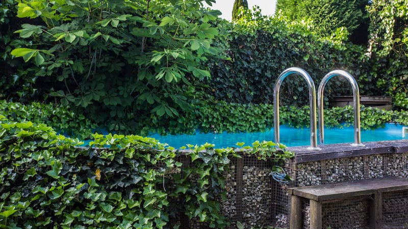 Pool Landscaping Vines