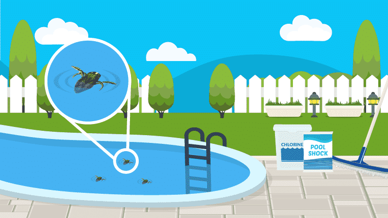 How To Get Rid Of Water Bugs In Your Pool